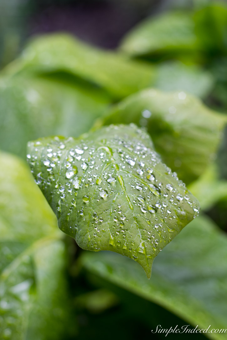 Leaf after rain