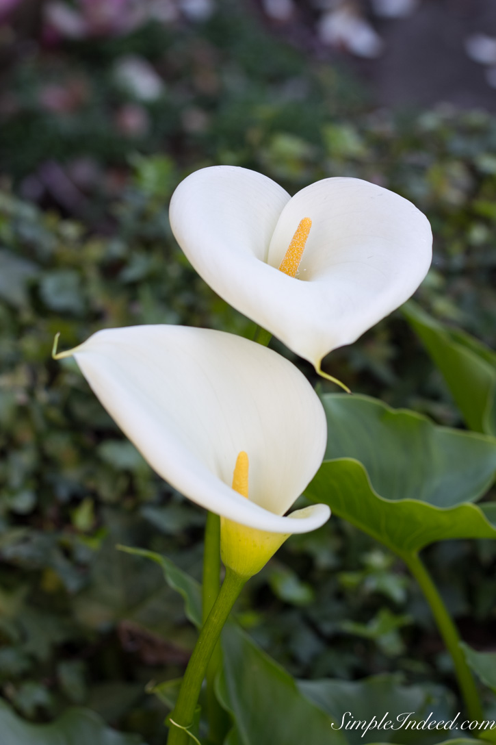 Lillies in my garden